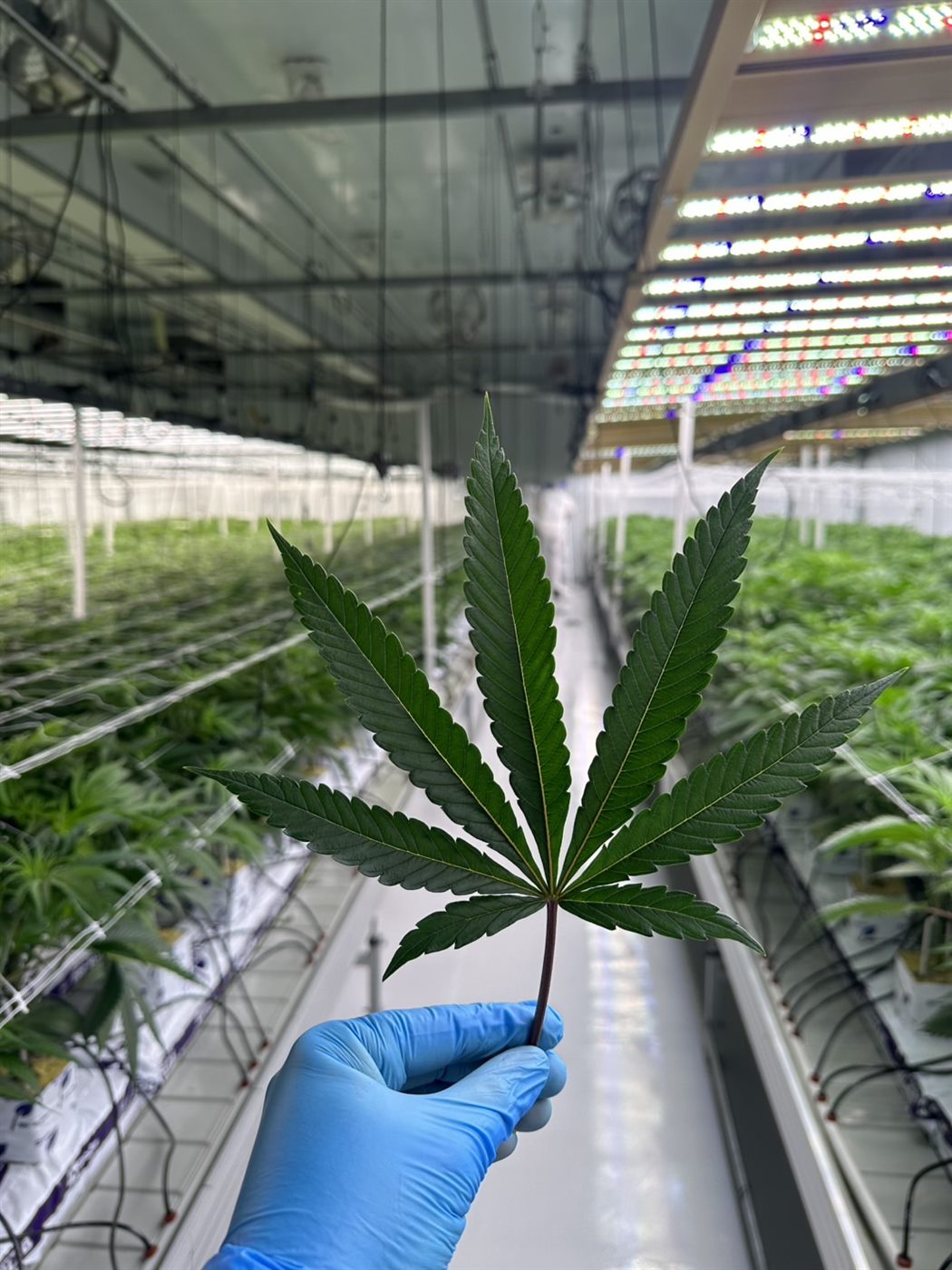 A cannabis leaf held by a gloved grower inside the farm