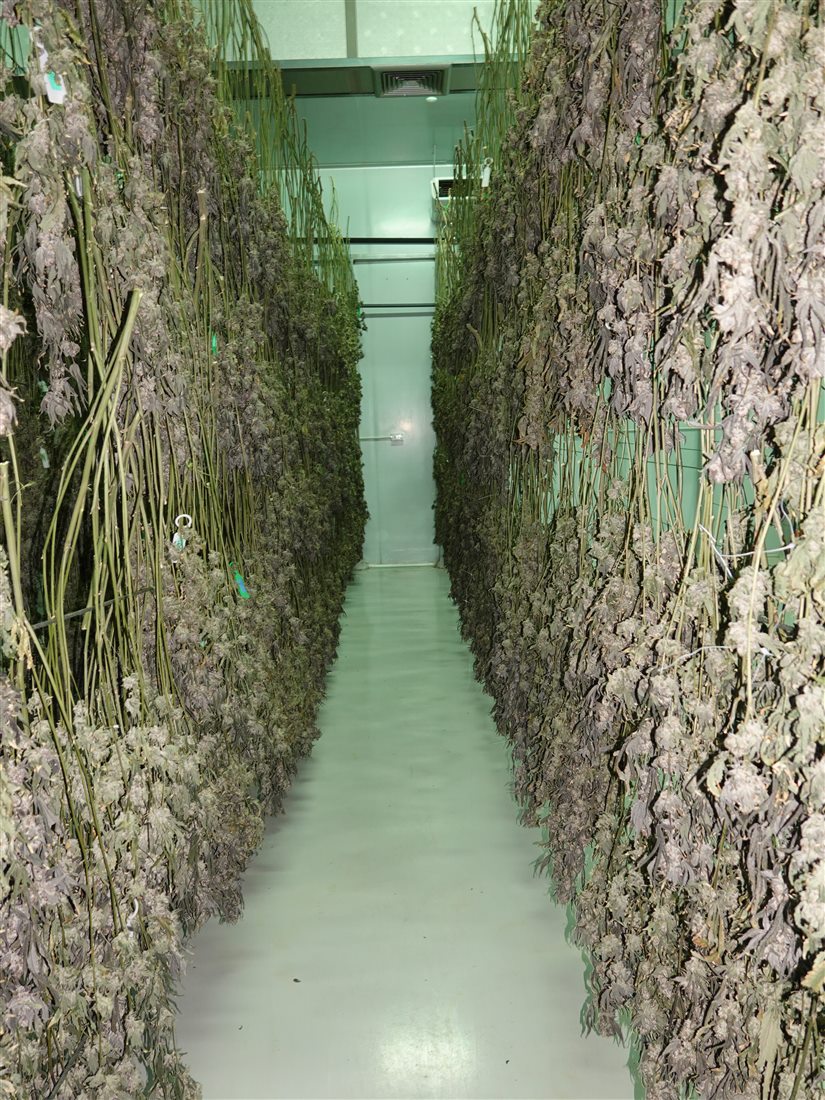 Harvested flower hanging in the drying room