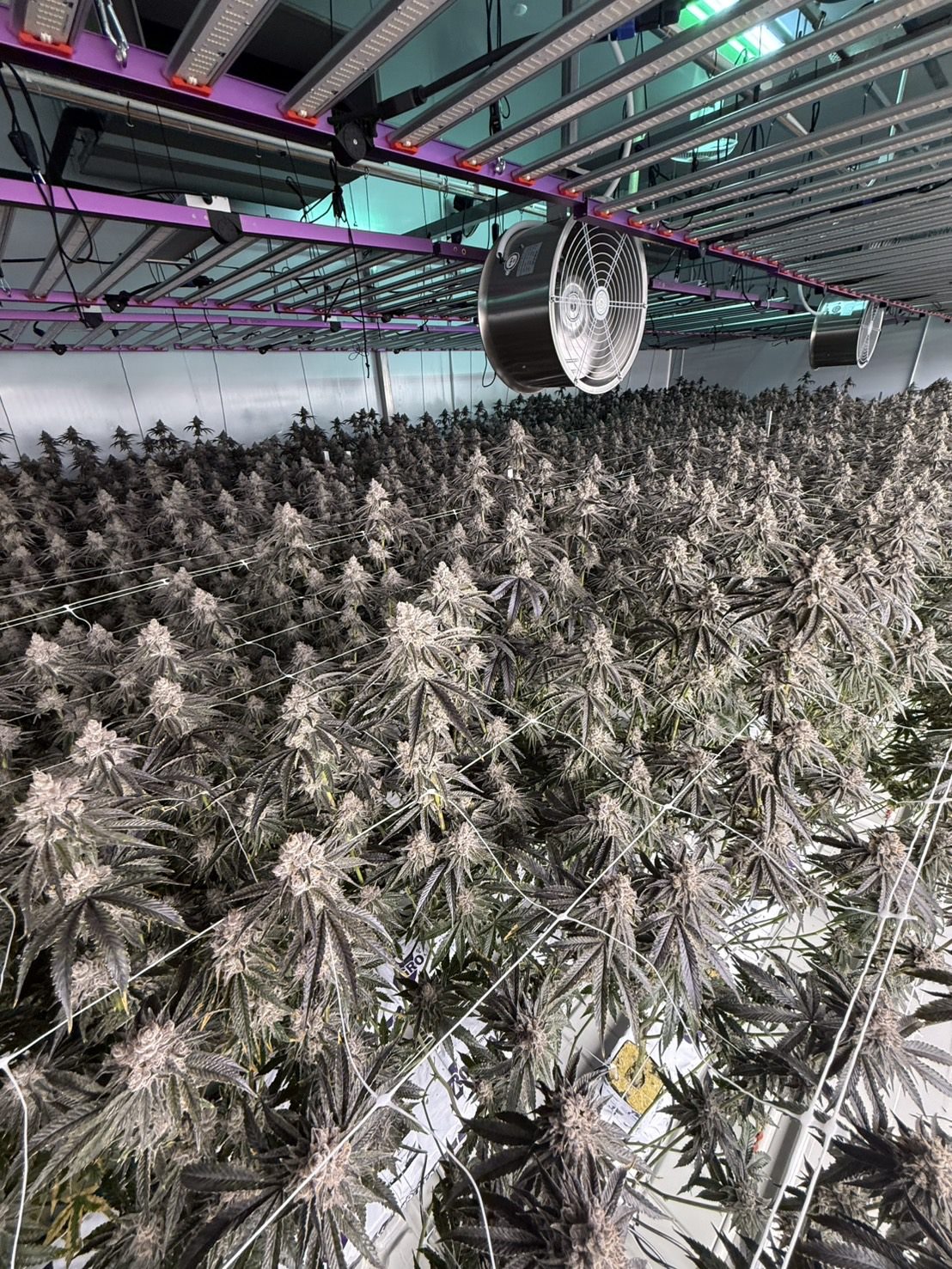 Indoor flowering room at Sabai Sabai Farm in Chanthaburi, Thailand