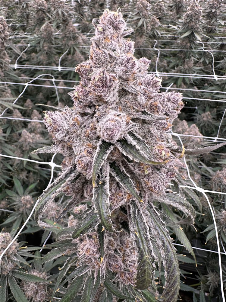 Detail of a mature flower grown at Sabai Sabai Farm